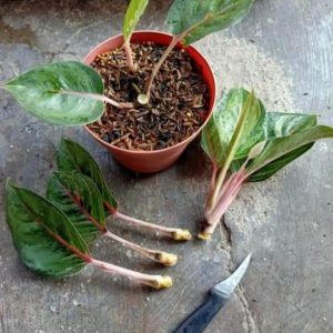 Cara memperbanyak tanaman aglaonema dengan cara stek