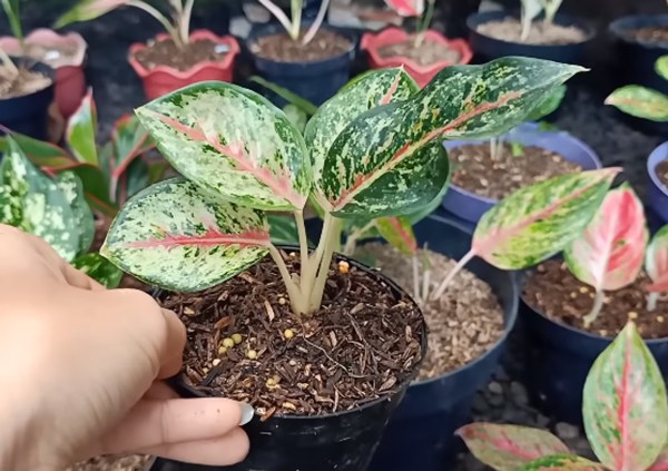 Cara memperbanyak tanaman aglaonema