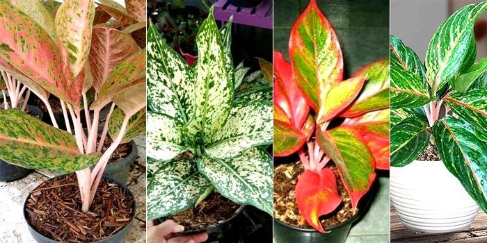 Jenis-jenis tanaman aglaonema