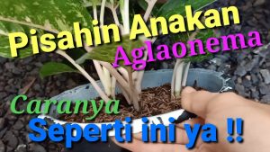 Langkah-langkah memisahkan anakan anakan aglaonema